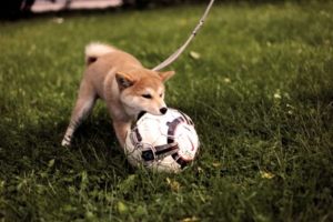Read more about the article Teach Your Dog To Fetch