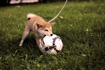 Read more about the article Teach Your Dog To Fetch