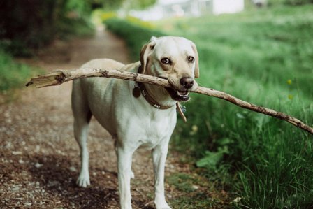 Read more about the article Teach Your Dog to Drop Items on Request