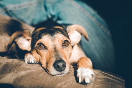 Read more about the article Does Your Dog Ignore You Sometimes?