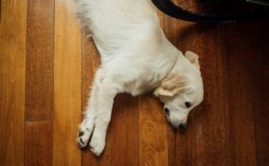 Read more about the article How Dogs Sleep