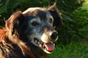 Read more about the article Caring For Older Dogs