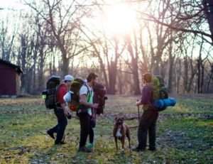 Read more about the article Camping With Dogs