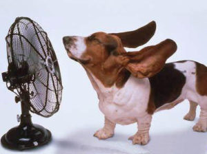 Read more about the article Avoid 4 Mistakes in Keeping Dogs Cool In Summer