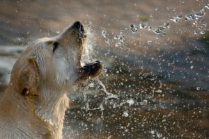 Read more about the article Preventing Heat Stroke in Dogs in Summer