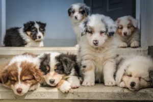 Read more about the article Good Dog Breeder – How To Select One?