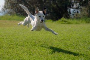 Read more about the article Impulse Control – How To Help Your Dog?