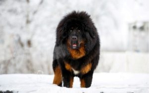 Read more about the article Living With The Tibetan Mastiff
