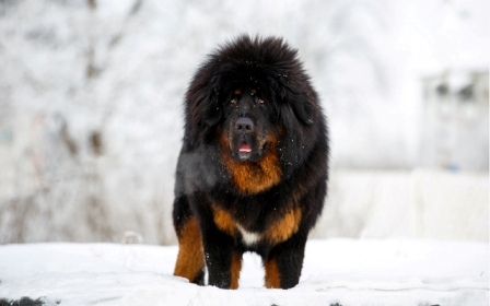 You are currently viewing Living With The Tibetan Mastiff