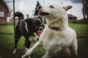 Read more about the article Different Types of Dog Aggression