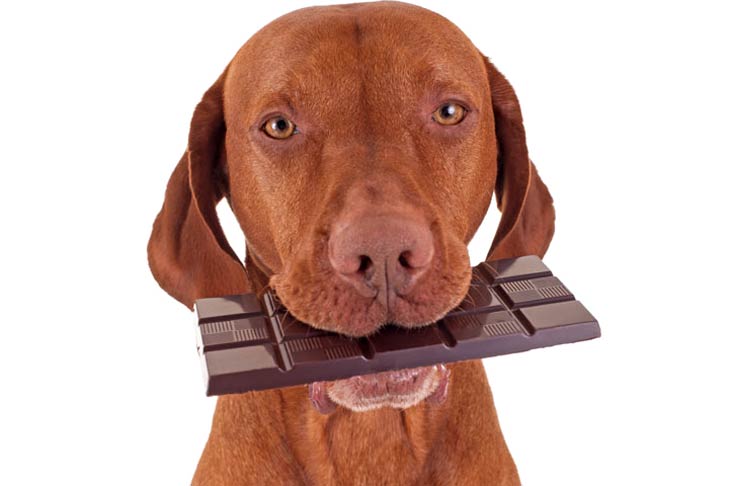 You are currently viewing Fact or Fiction?: Chocolate Is Poisonous to Dogs