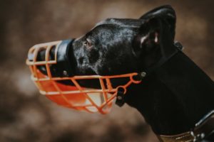 Read more about the article Top 9 Reasons to Muzzle Your Dog