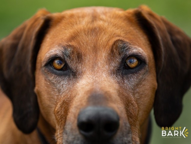 Read more about the article Photographing Dogs – Top 8 Tips