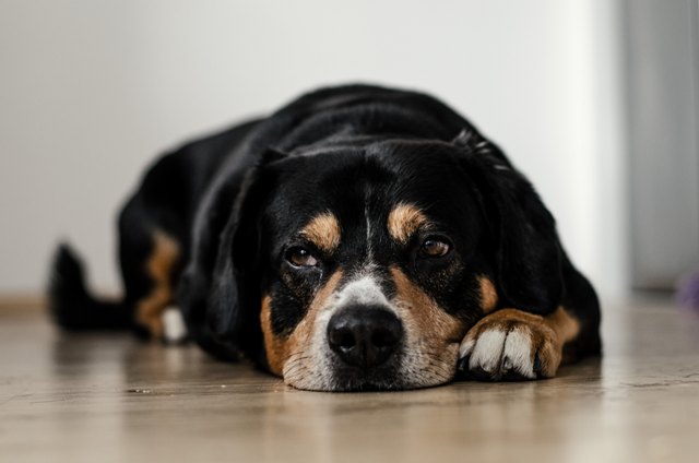 Read more about the article How To Make Your Dog Cope With Guests?