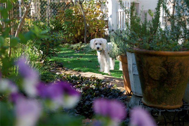 You are currently viewing Plants Poisonous to Dogs: Must Know for Dog Owners