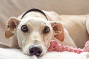 Read more about the article Why Dogs Turn Around Before Lying Down?