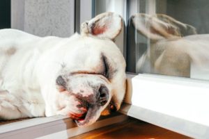 Read more about the article Dogs Sleep A Lot – Know Some Facts