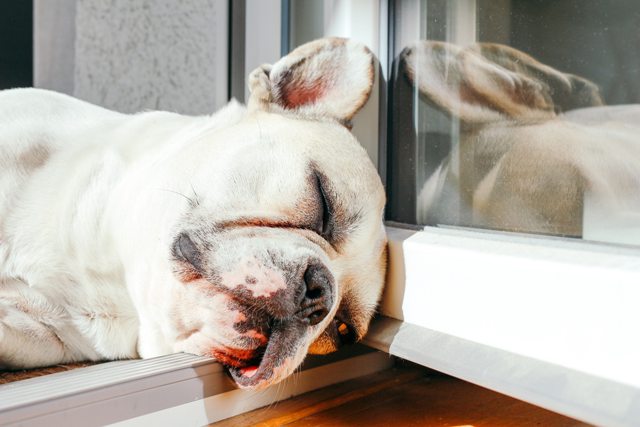 You are currently viewing Dogs Sleep A Lot – Know Some Facts