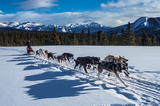 You are currently viewing Togo – The Legendary Sled Dog