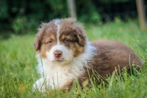 Read more about the article 10 Tips to Avoid Online Puppy Scams