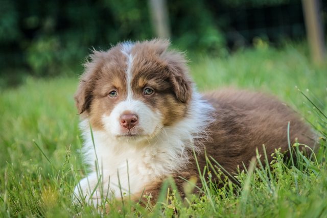 You are currently viewing 10 Tips to Avoid Online Puppy Scams