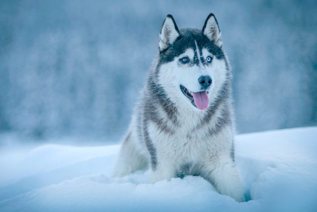 Read more about the article Top 13 Facts About the Siberian Husky