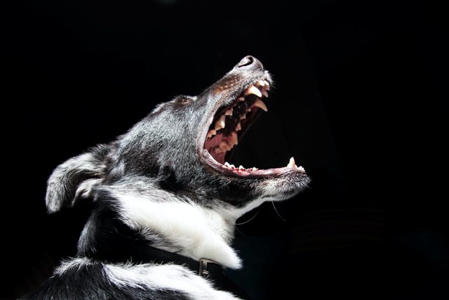 You are currently viewing How to Survive a Dog Attack – Important Tips