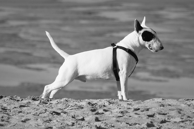 Read more about the article Dog’s Tail – Interpreting it Correctly