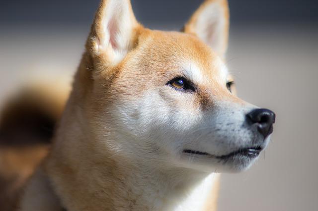 You are currently viewing How Shiba Inus Shed and How to Groom them?