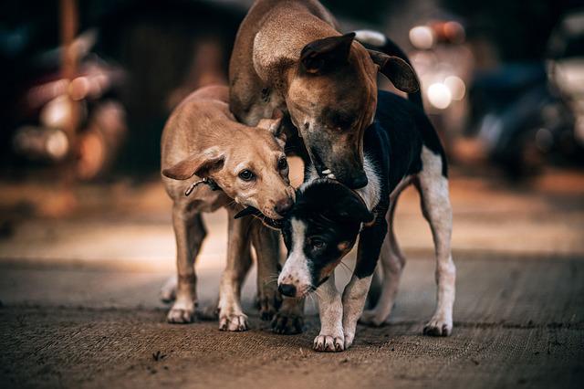 Read more about the article How Stray Dogs Help Curb Crime?